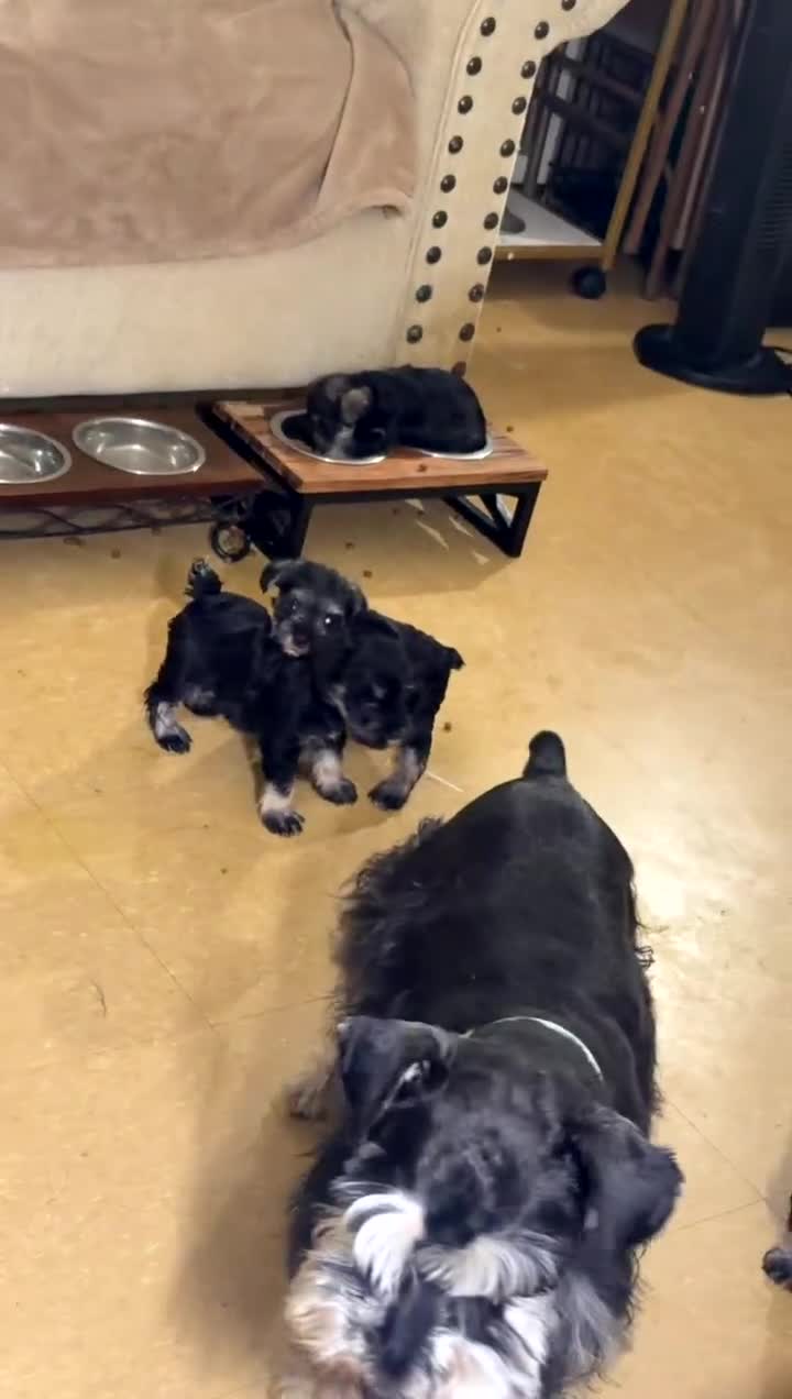 Schnauzer dogs for sale: Schnauzer Puppy 3 - Video 2