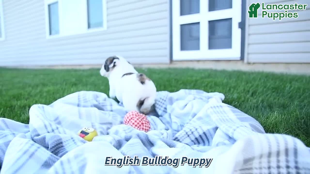 English Bulldog dogs for sale: Raven - Video 1