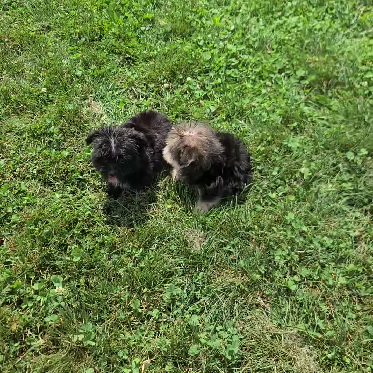 Morkie dogs for sale: Zoey - Video 1