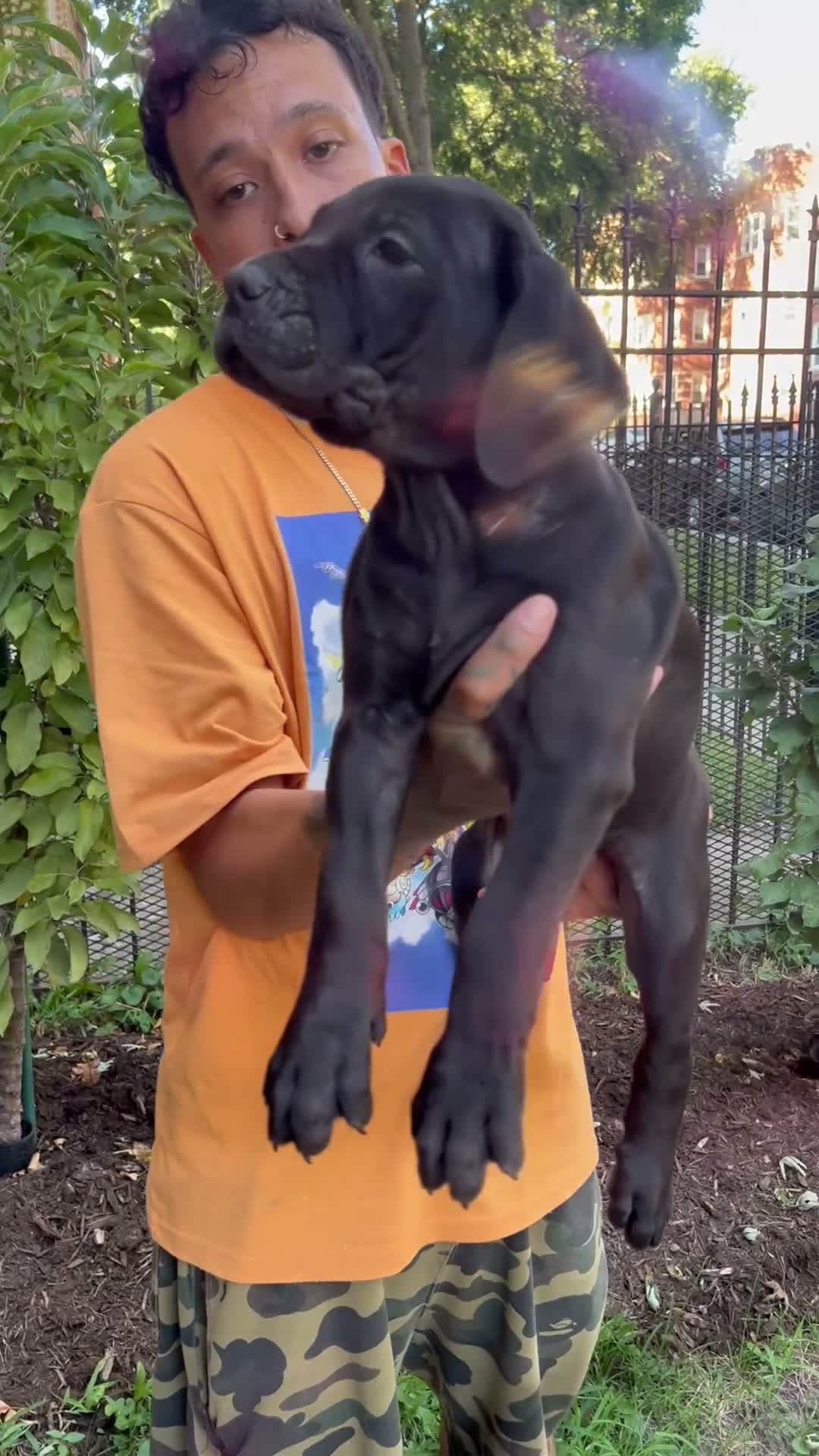 Cane Corso dogs for sale: Black Female Cane Corso Puppy #3 - Video 1