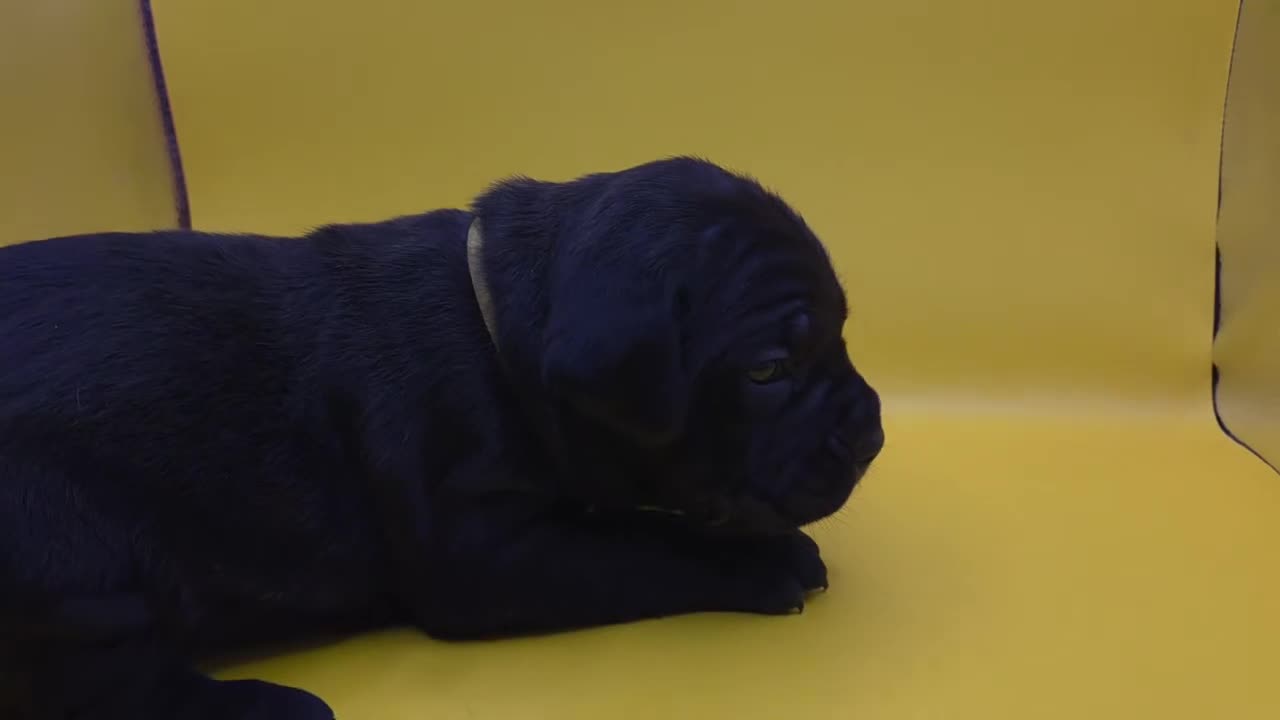 Mixed Breed dogs for sale: Yellow - Video 1