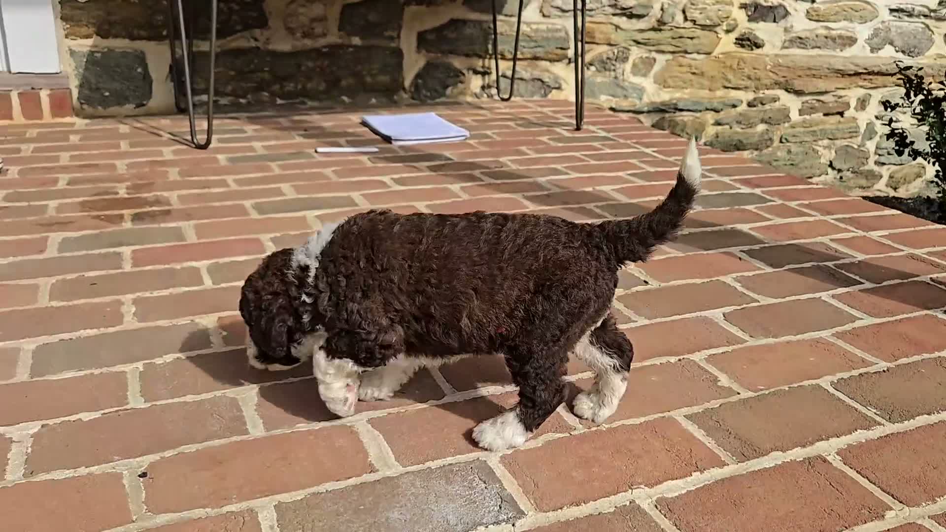 Portuguese Water Dog dogs for sale: Elizabeth - Video 1