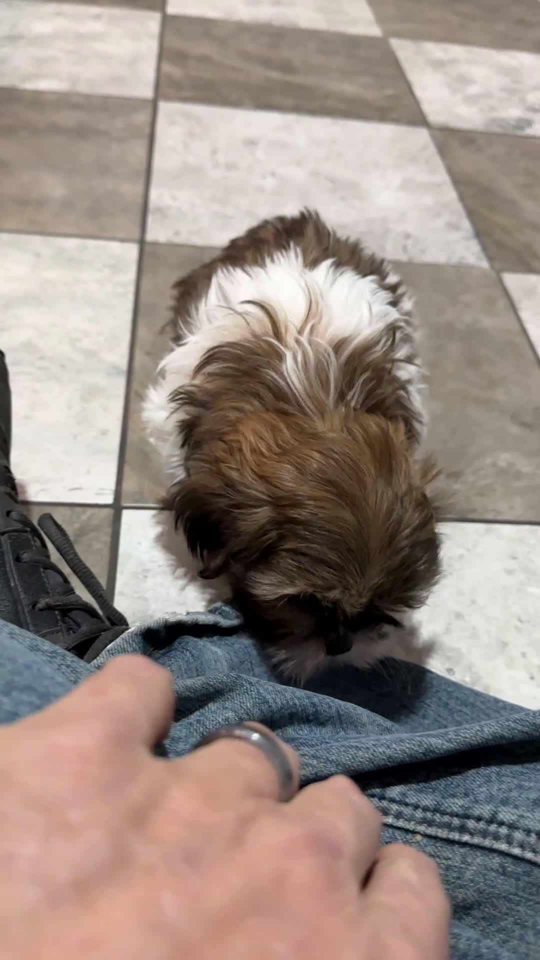 Shih Tzu dogs for sale: Oliver - Video 1