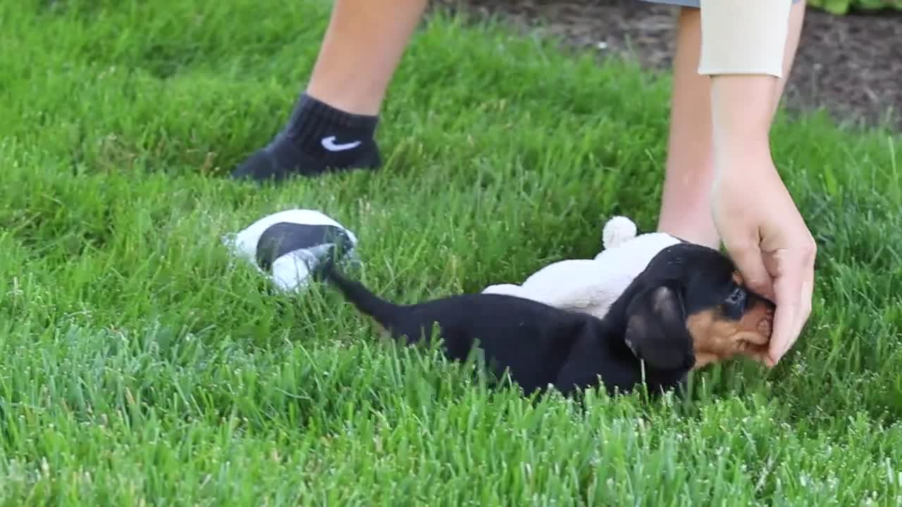Miniature Dachshund dogs for sale: Anson - Video 1
