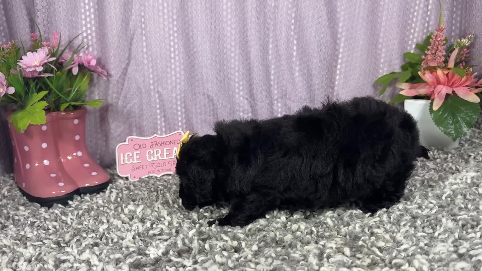 Miniature Poodle dogs for sale: Miniature Poodle 5 - Video 1