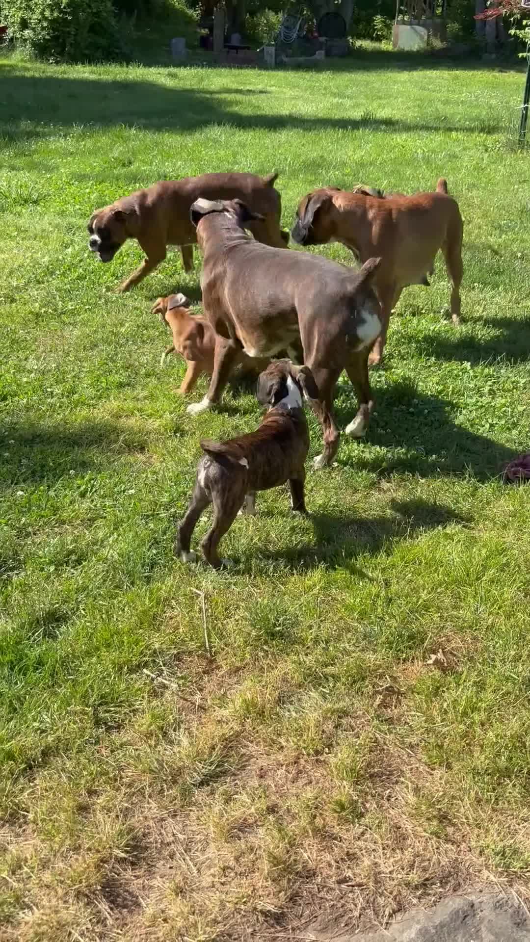 Boxer dogs for sale: Boxer 3 Princess  - Video 1