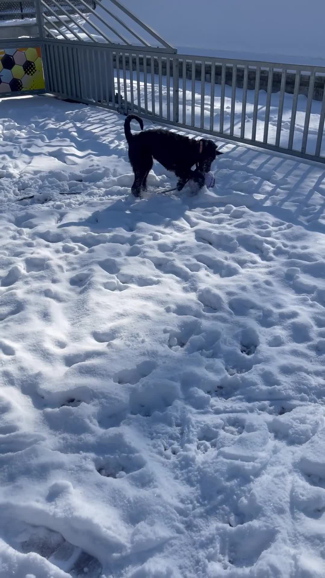 Mixed Breed dogs for sale: Kodah  - Video 3