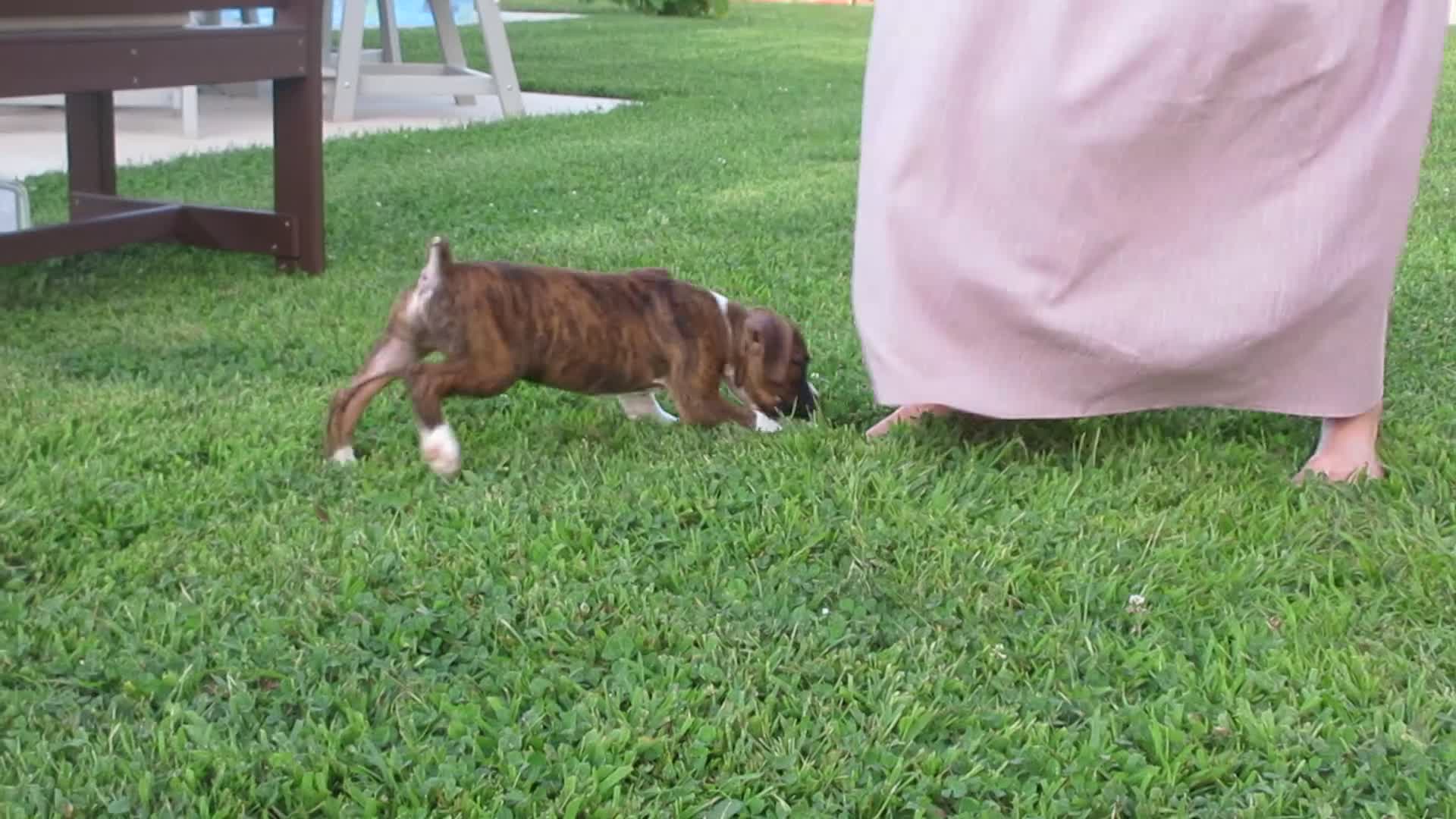 Boxer dogs for sale: Champion - Video 1