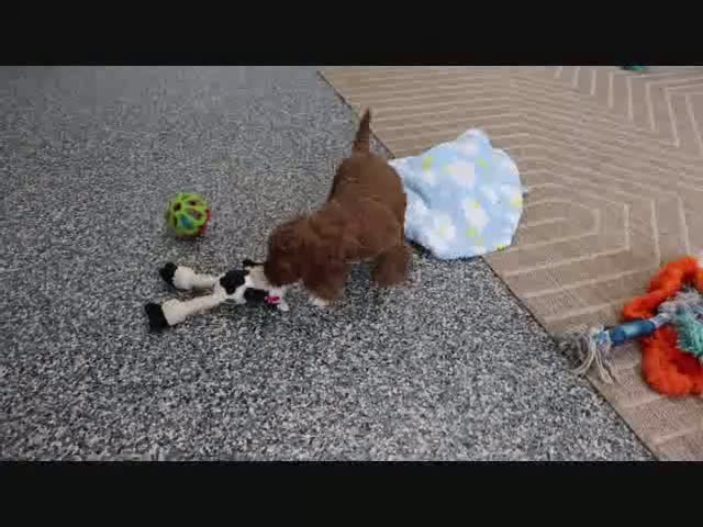 Mini Goldendoodle dogs for sale: Dash - Video 1