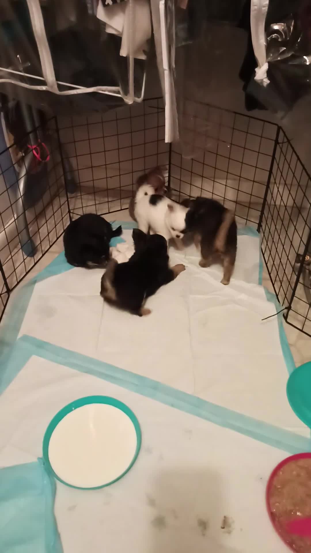 Chihuahua dogs for sale: Chihuahua 3 - Video 1