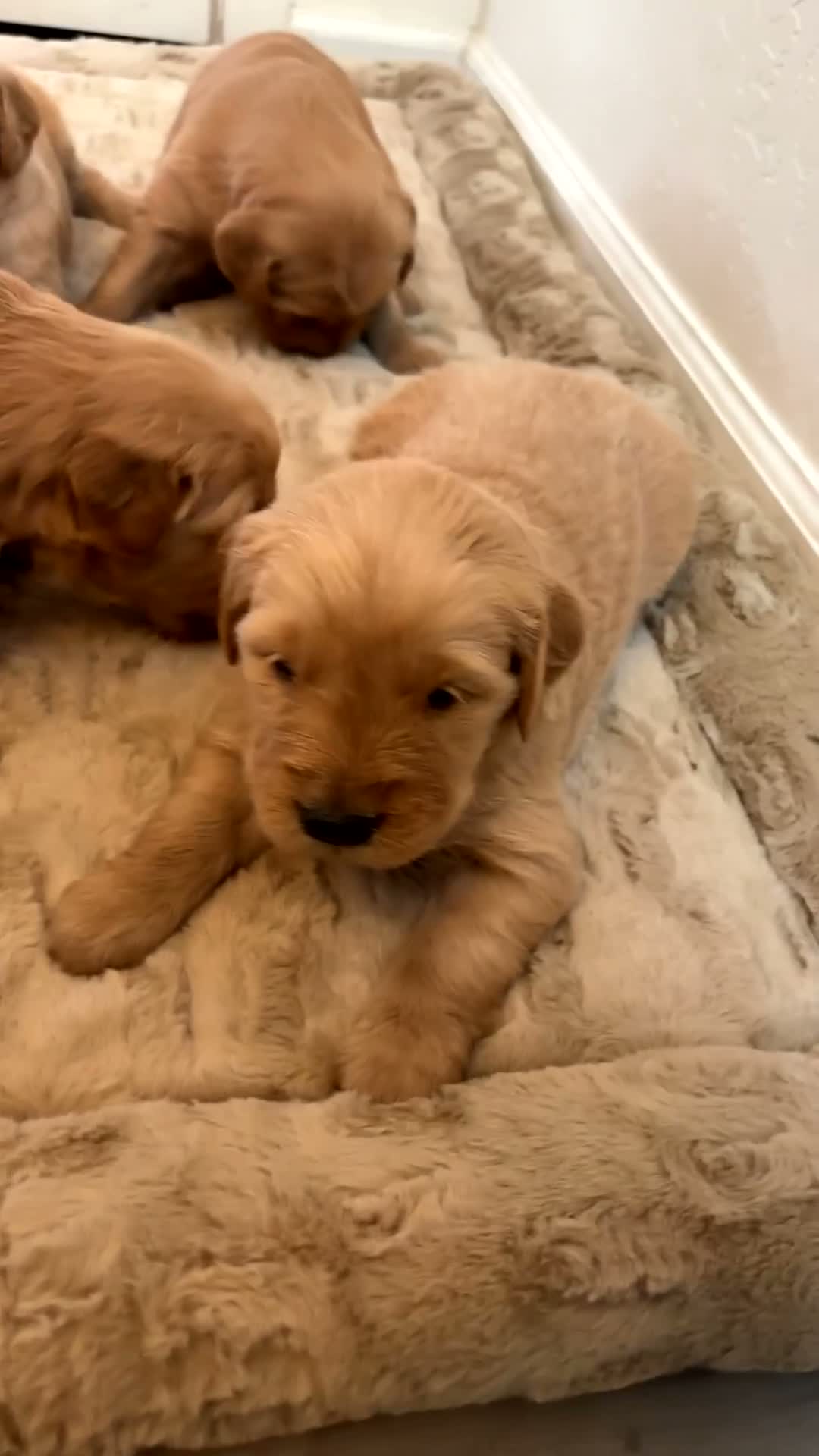 Golden Retriever dogs for sale: Golden Retriever 1 - Video 1