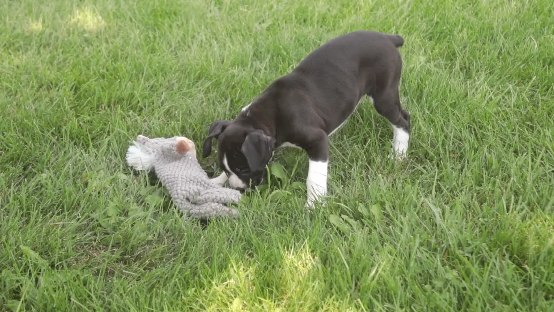 Boxer dogs for sale: Brody - Video 5