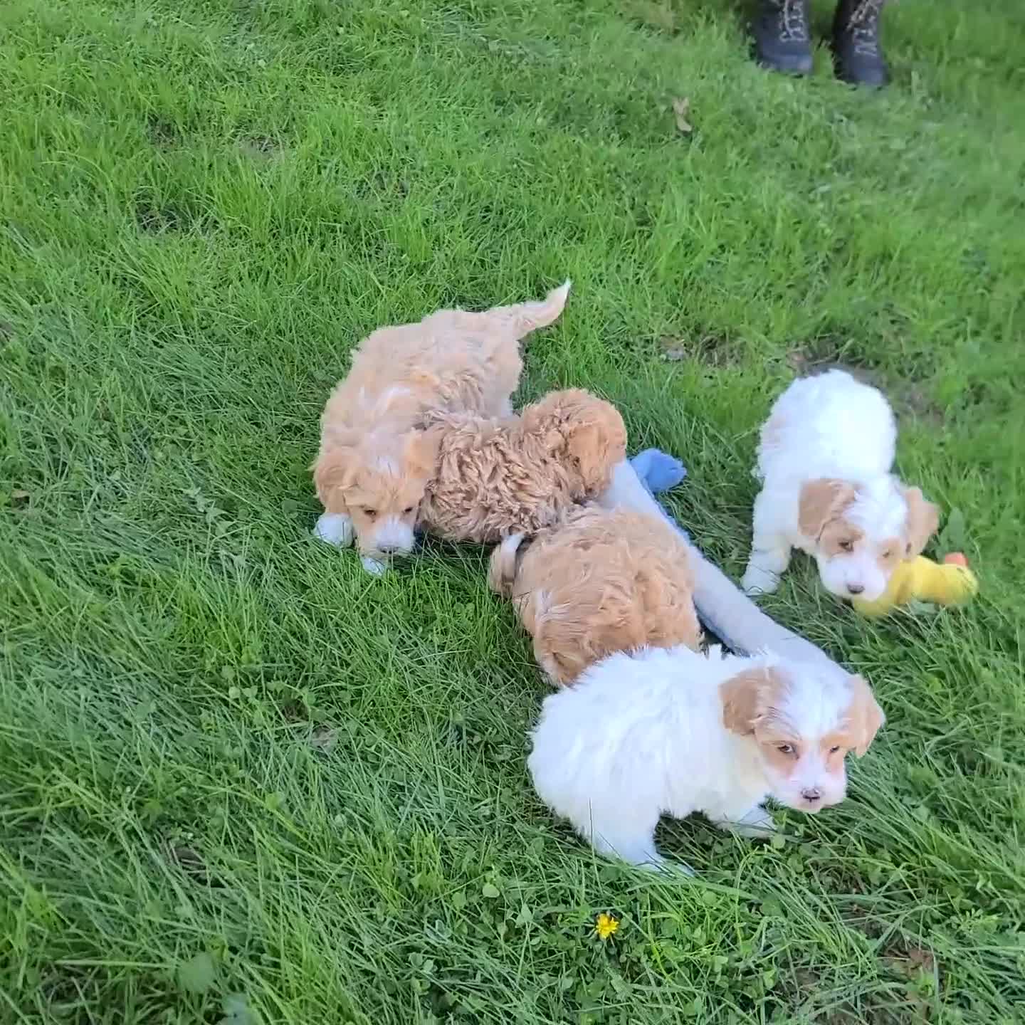 Maltipoo dogs for sale: Macey - Video 1