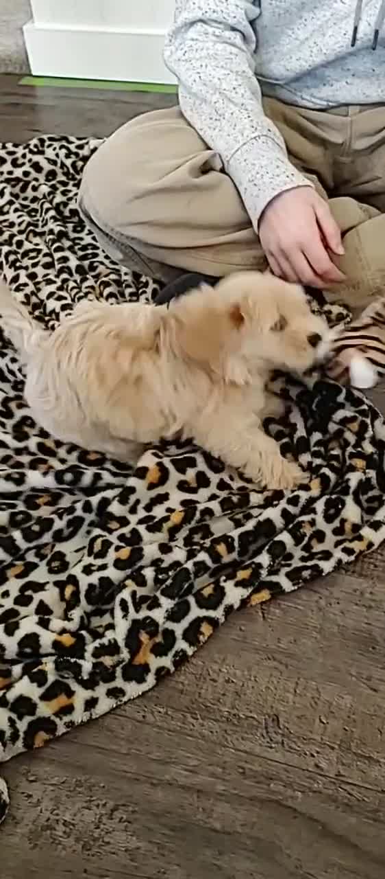 Maltipoo dogs for sale: Mochi - Video 2