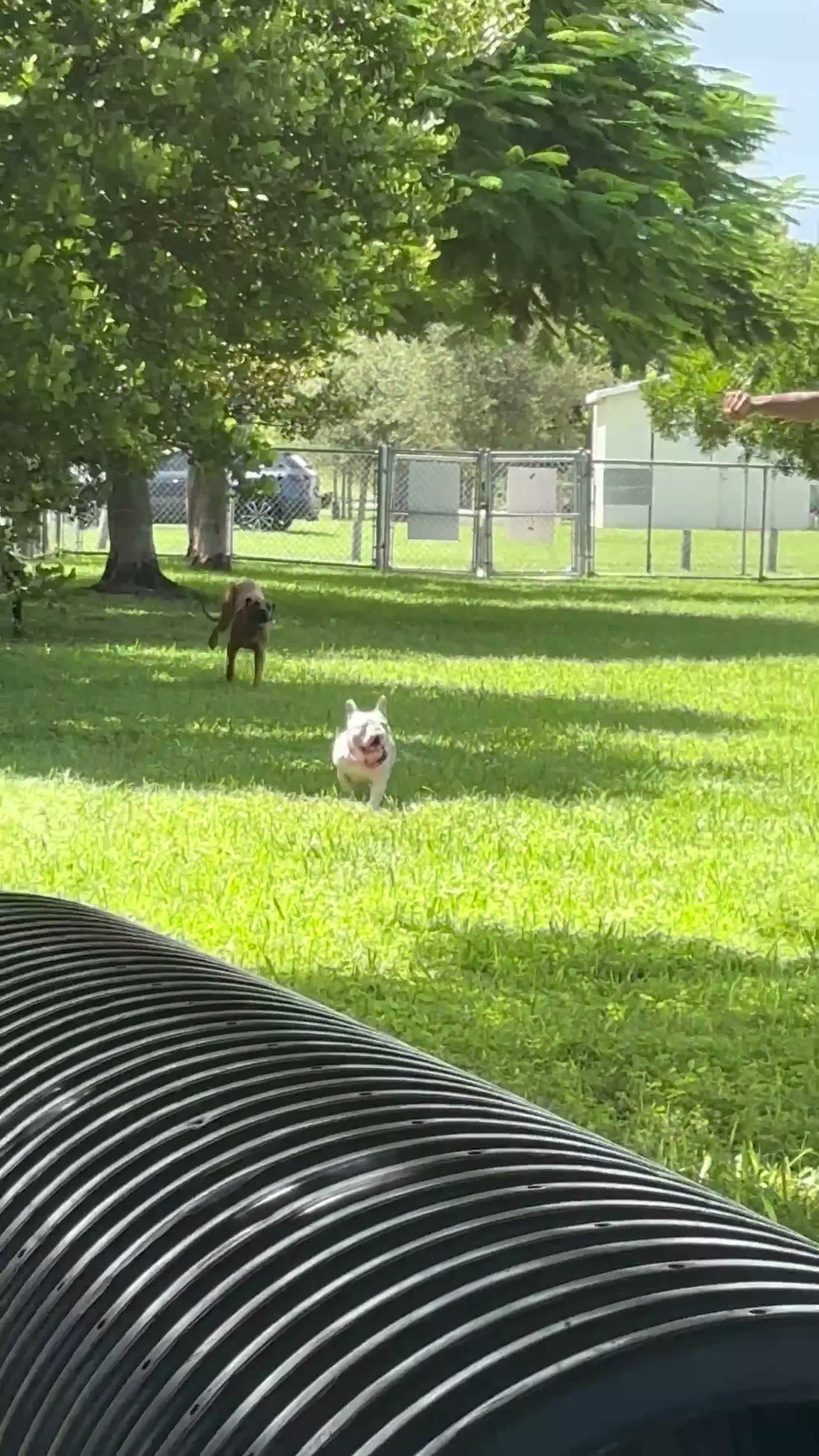 Mixed Breed dogs for sale: Mixed Breed 1 - Video 2