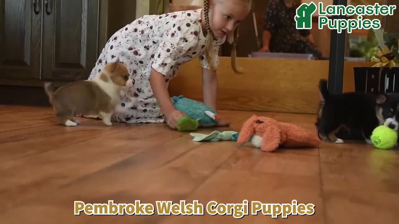 Welsh Corgi Pembroke dogs for sale: Vickter - Video 1