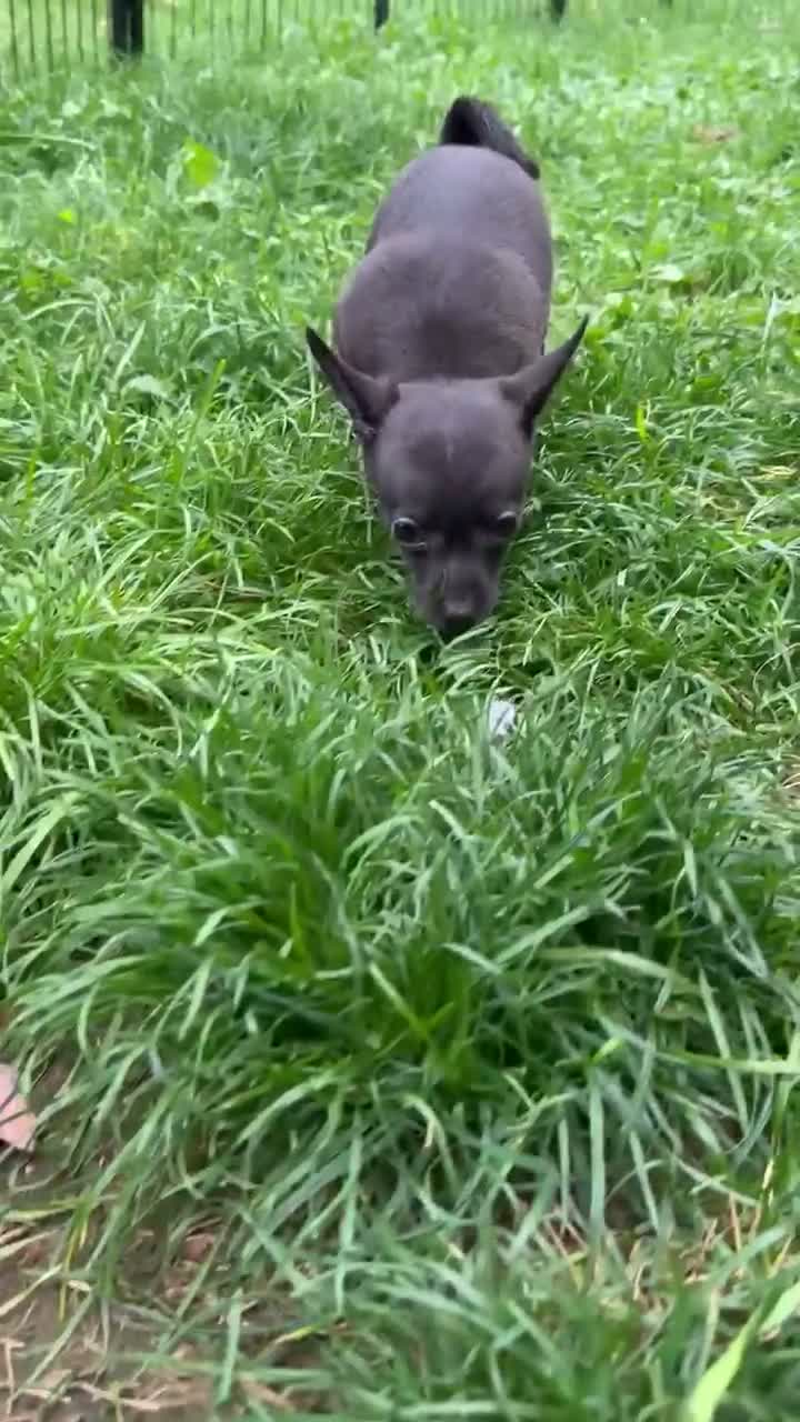 Chihuahua dogs for sale: Gizzi - Video 1