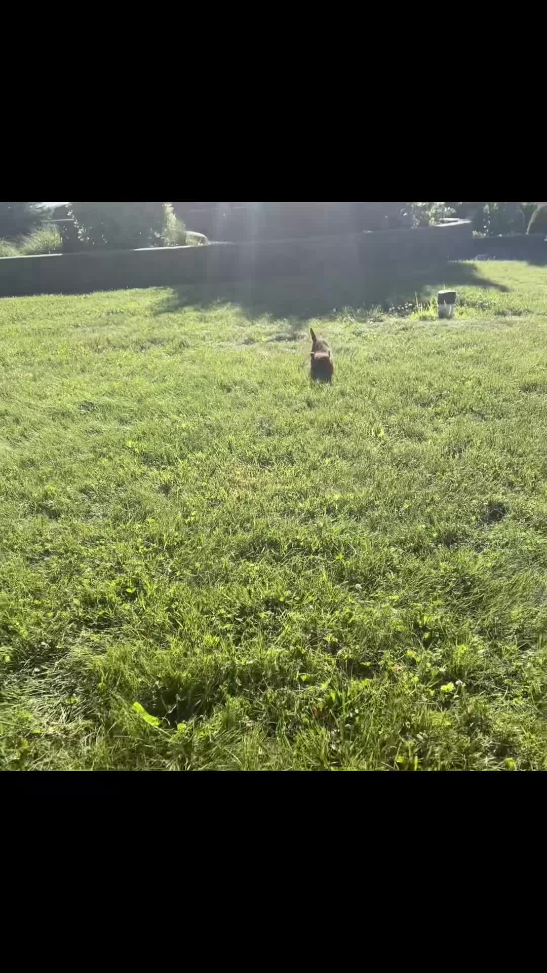 Shih Tzu dogs for sale: Astoria - Video 1