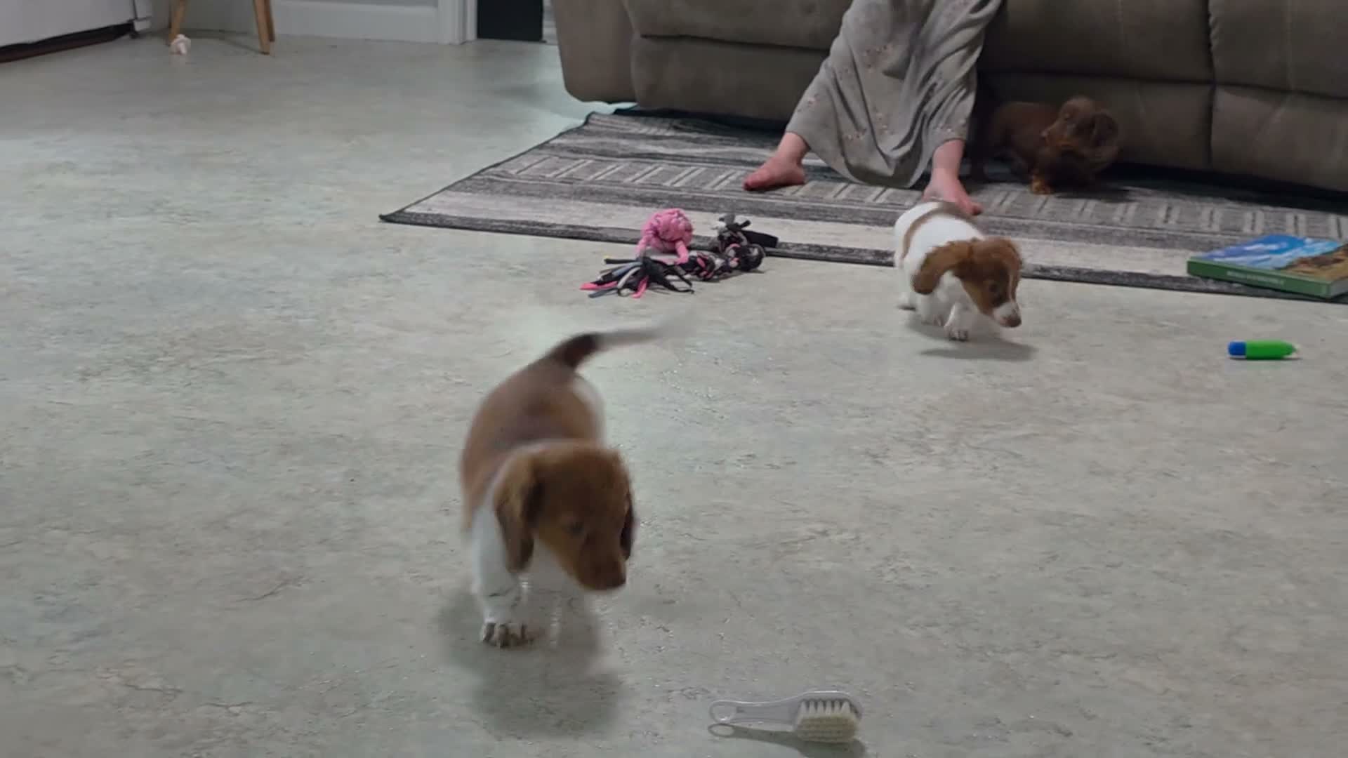 Miniature Dachshund dogs for sale: Judson - Video 1
