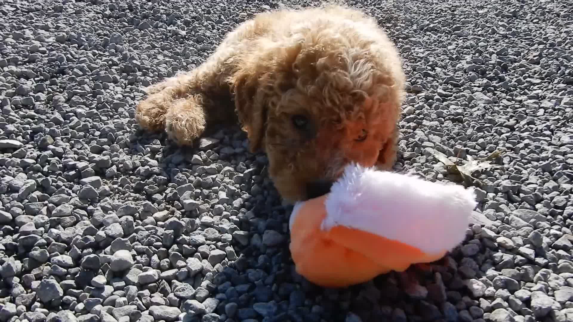 Mini Goldendoodle dogs for sale: Mason (medium) - Video 1
