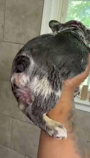 French Bulldog dogs for sale: French Bulldog Puppy 2 - Video 1