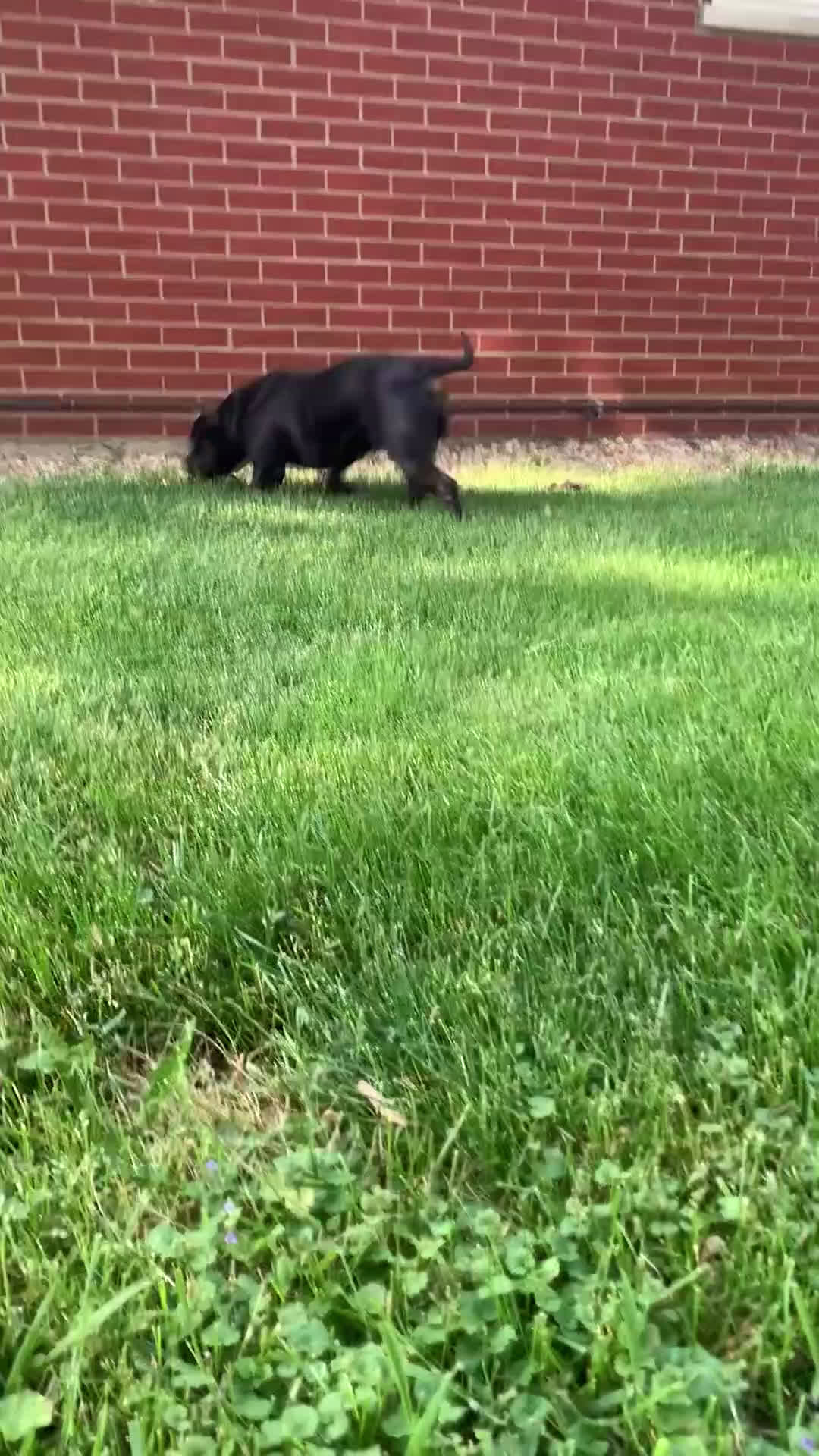 Mixed Breed dogs for sale: Mixed Breed Puppy 3 - Video 1