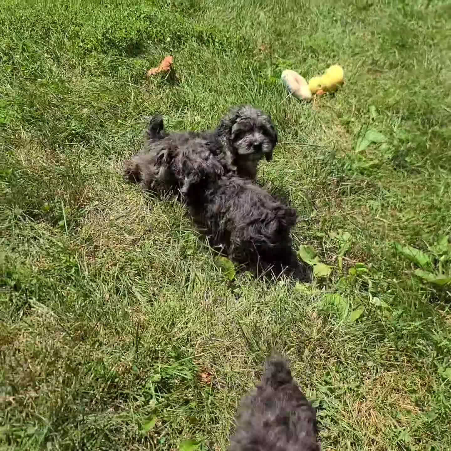 Cockapoo dogs for sale: Orsan - Video 1