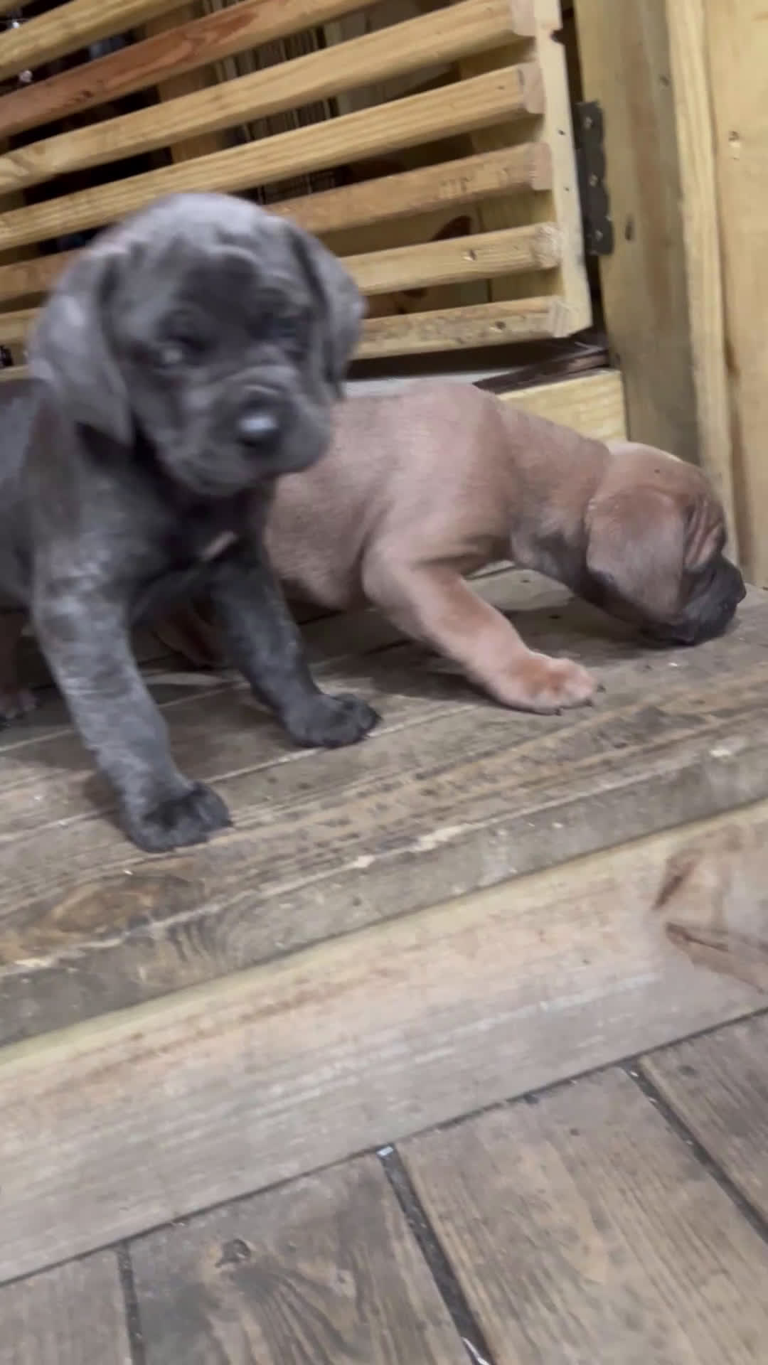 Cane Corso dogs for sale: Cane Corso Puppy 1 - Video 1