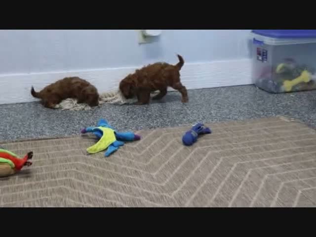 Mini Goldendoodle dogs for sale: Fallon - Video 3