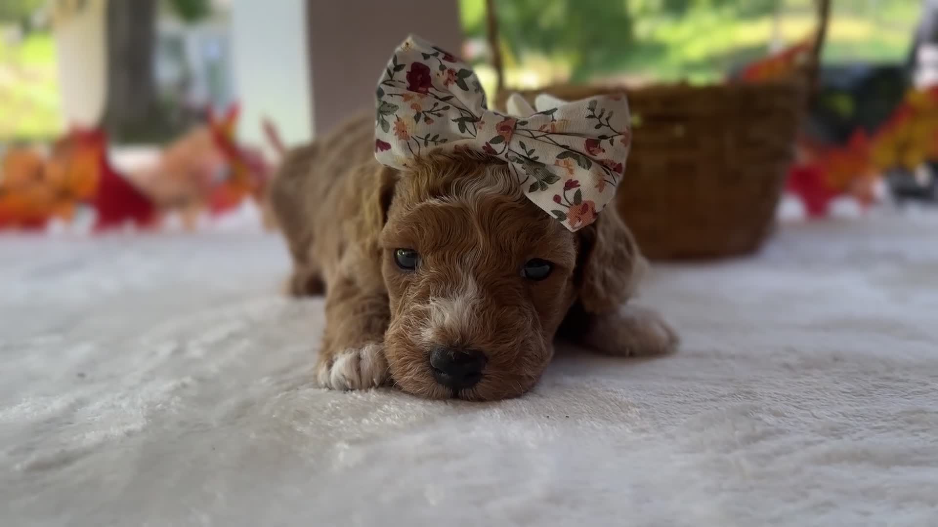 Mini Goldendoodle dogs for sale: Rain Bow - Video 1