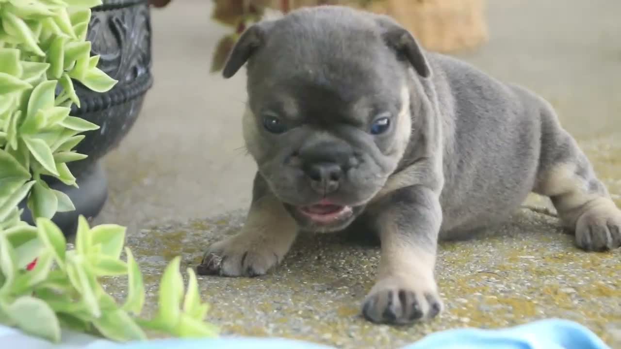 French Bulldog dogs for sale: Mia French Bulldog  - Video 1