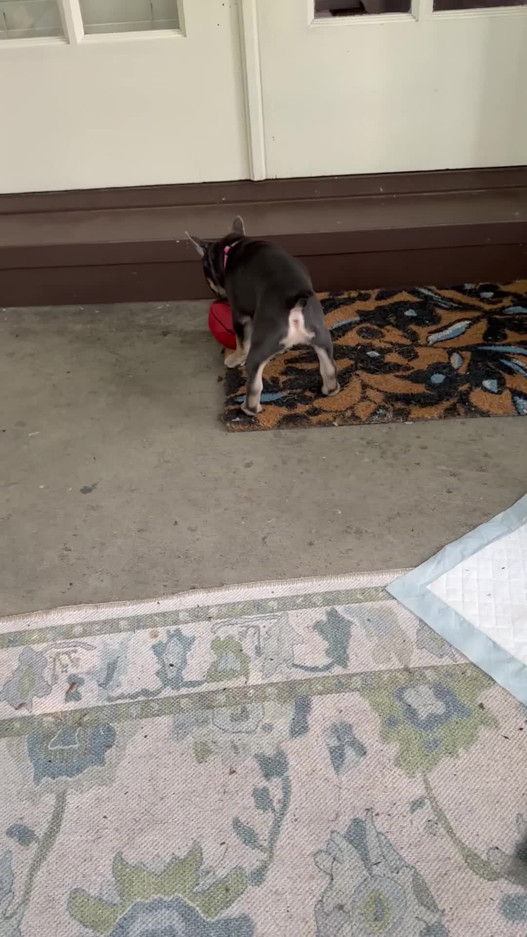 French Bulldog dogs for sale: French Bulldog Female AKC - Video 1