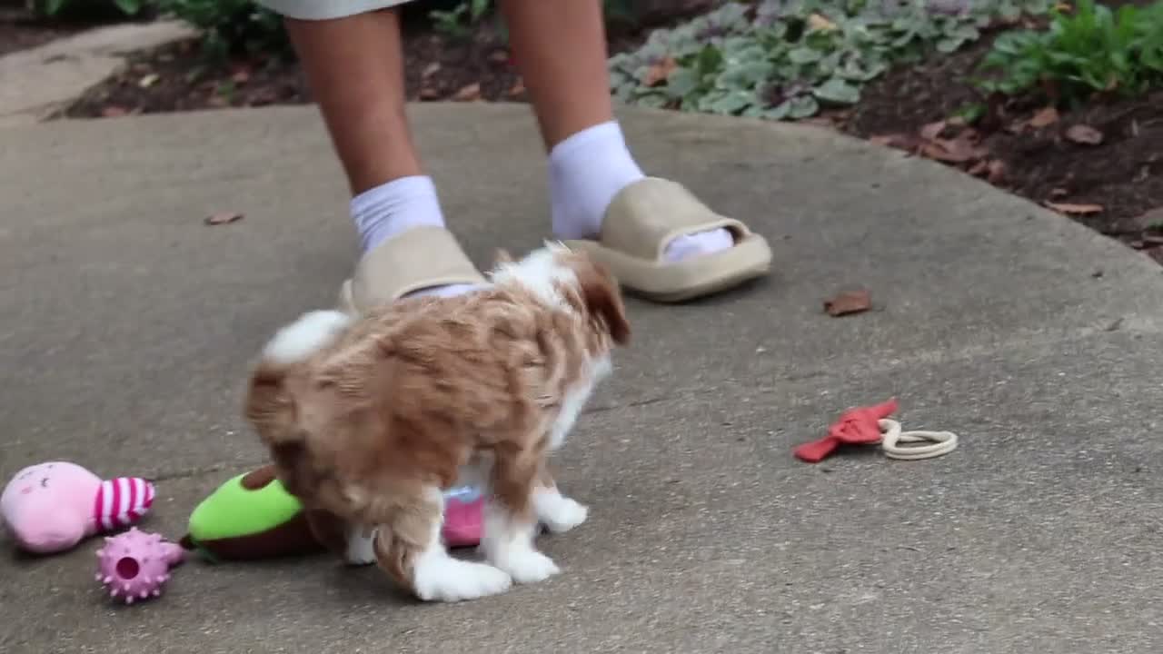 Cavapoo dogs for sale: Mr Bentley - Video 1