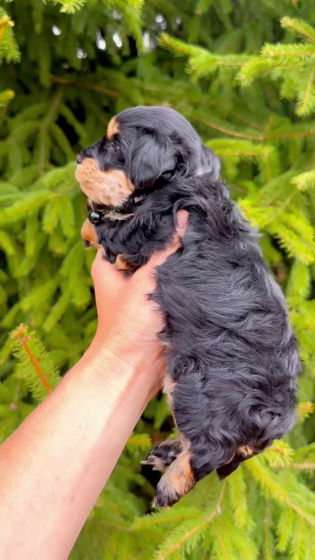 Mixed Breed dogs for sale: 🖤🖤 Cody 🖤🖤 - Video 1