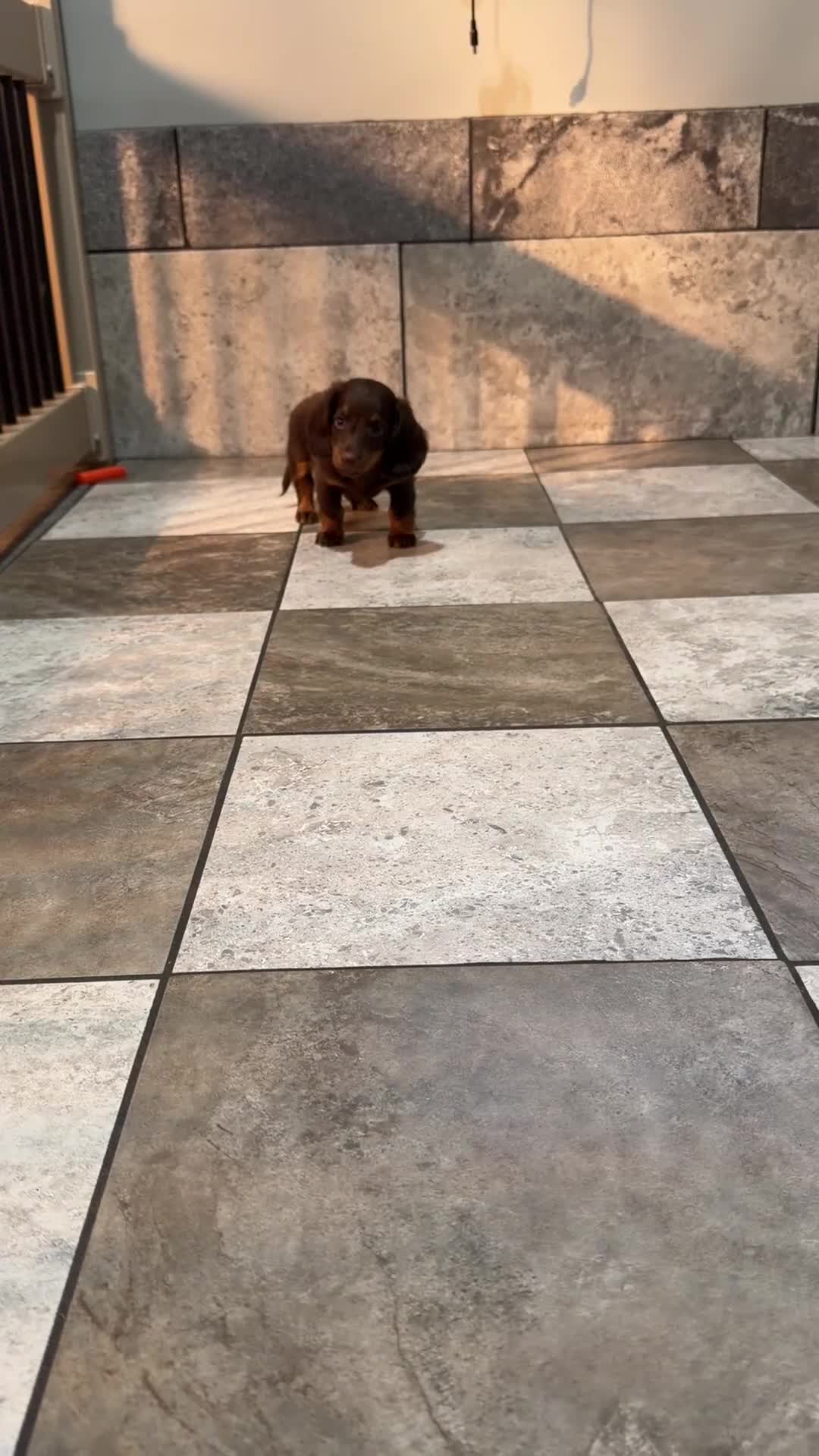 Miniature Dachshund dogs for sale: Luke - Video 1