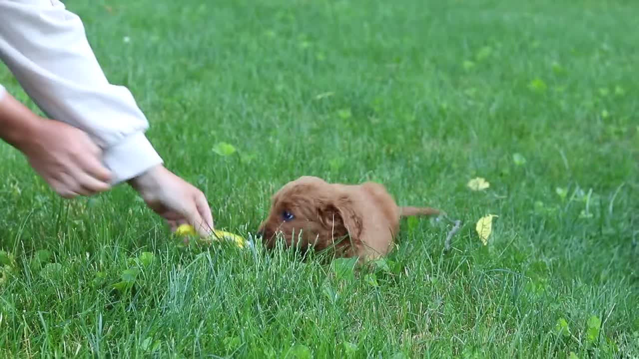 Goldendoodle dogs for sale: Theo - Video 1