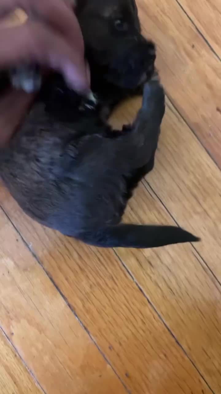 Yorkiepoo dogs for sale: Yorkiepoo Puppy 3 - Video 1