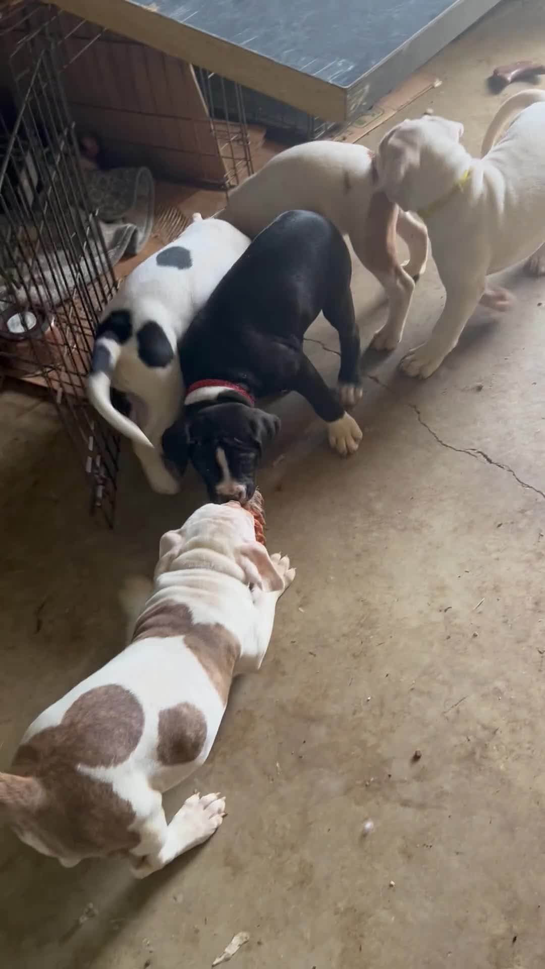 American Pit Bull Terrier dogs for sale: Gatti - Video 2