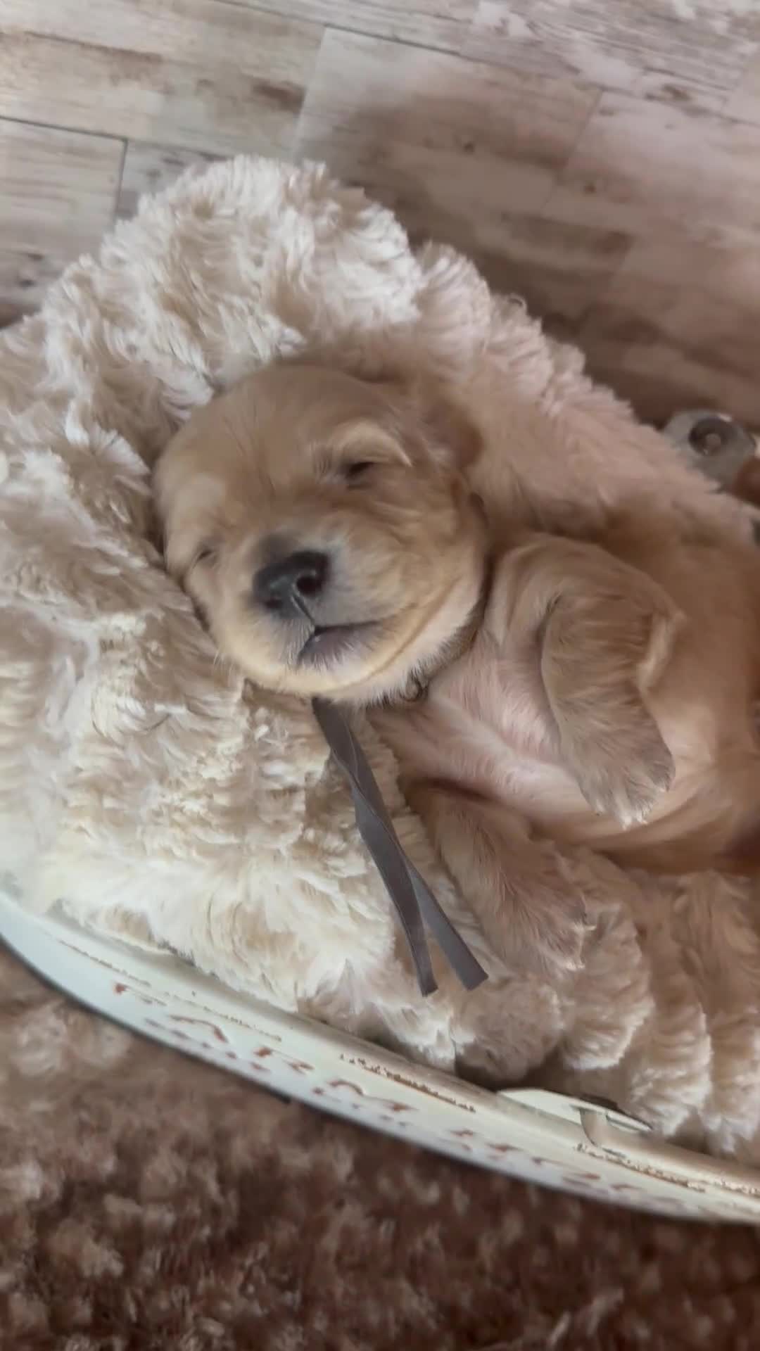 Miniature Dachshund dogs for sale: Sleepy  - Video 1