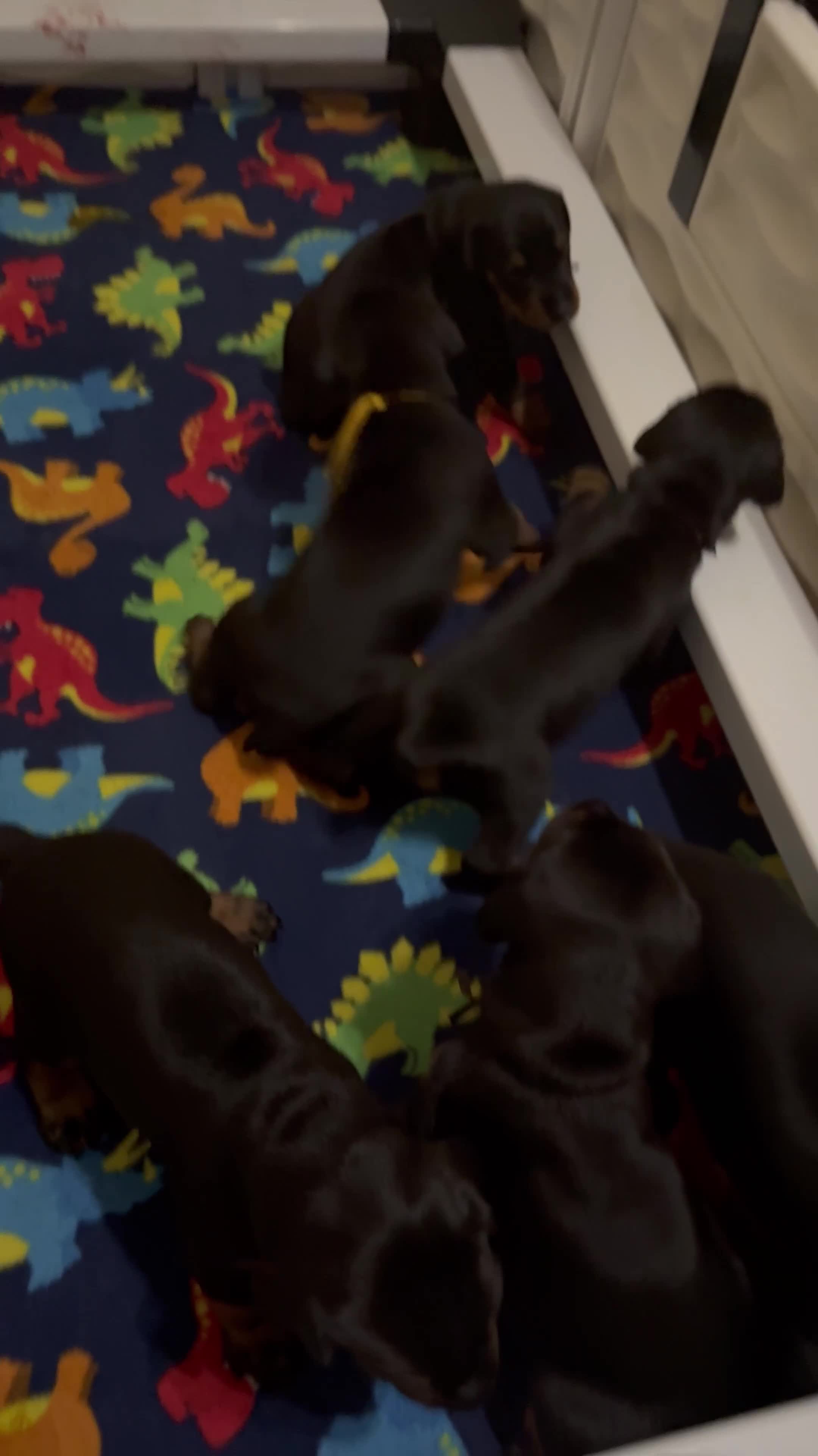 Doberman Pinscher dogs for sale: Electra-Pink Collar - Video 2