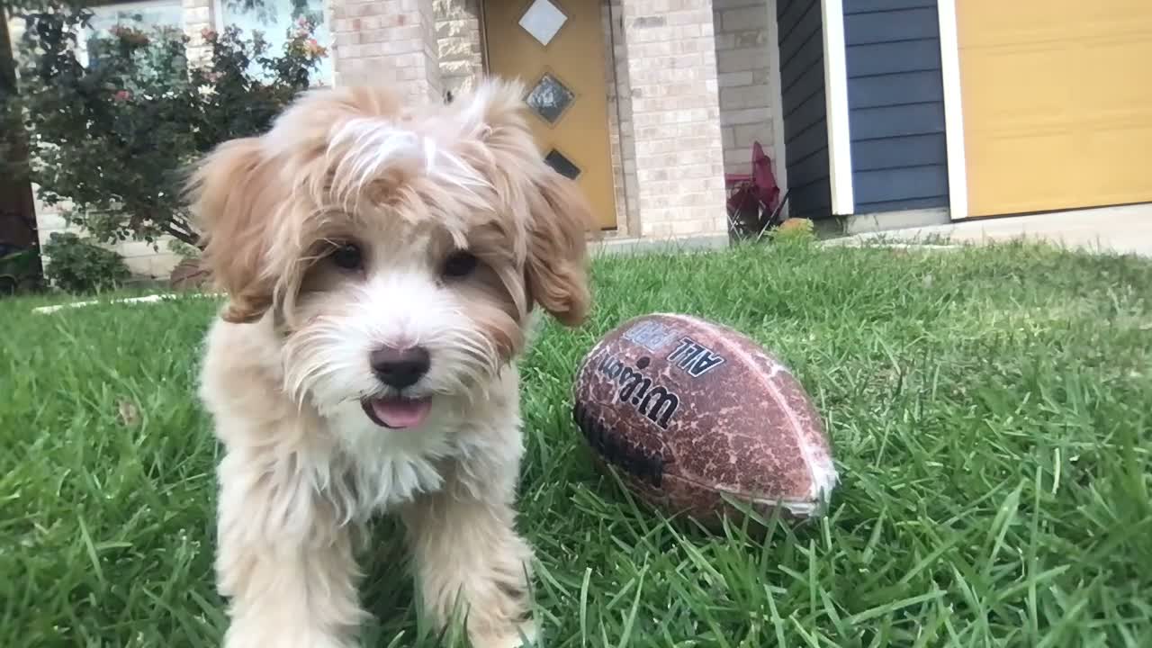 Mini Goldendoodle dogs for sale: Toy Goldendoodle Male - 10lbs Est. Adult Weight - Video 1