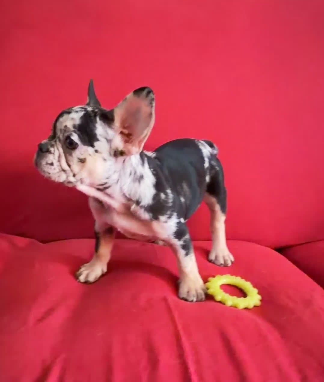 French Bulldog dogs for sale: French Bulldog Puppy 3 - Video 1