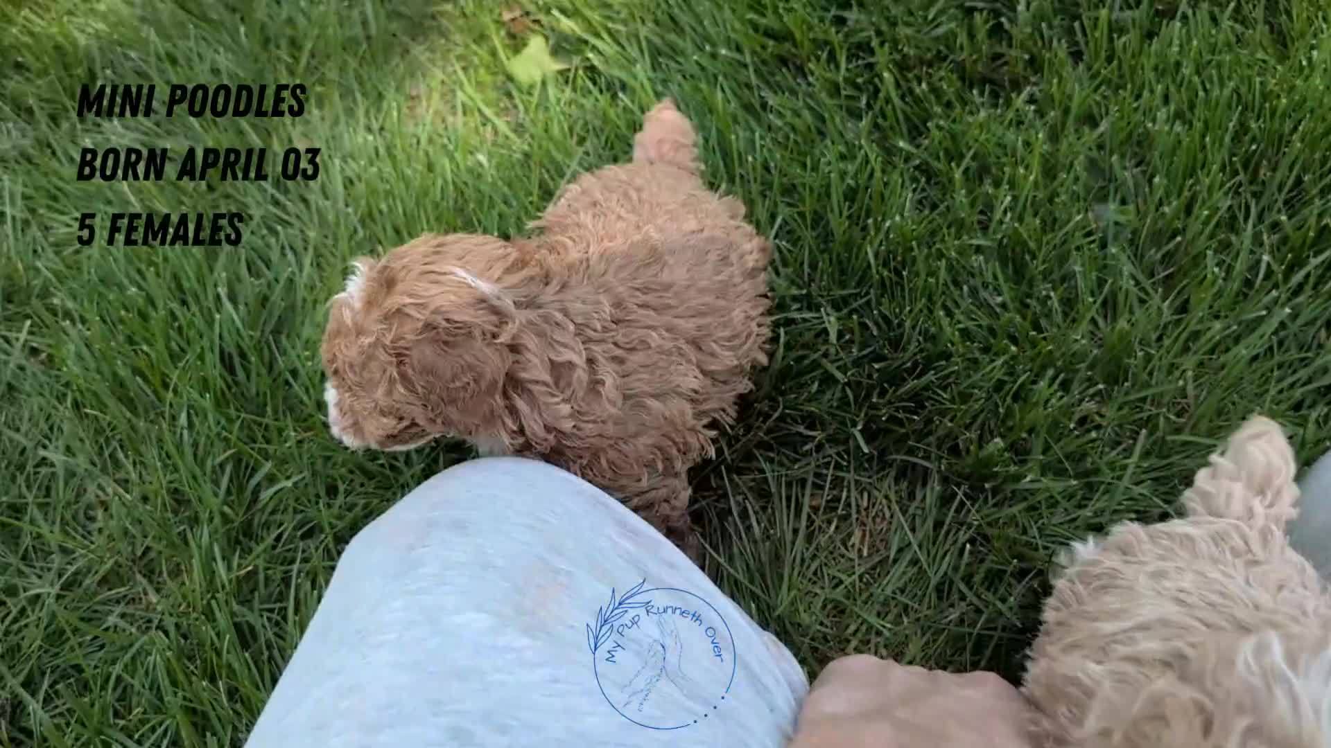 Miniature Poodle dogs for sale: Malia - Video 2