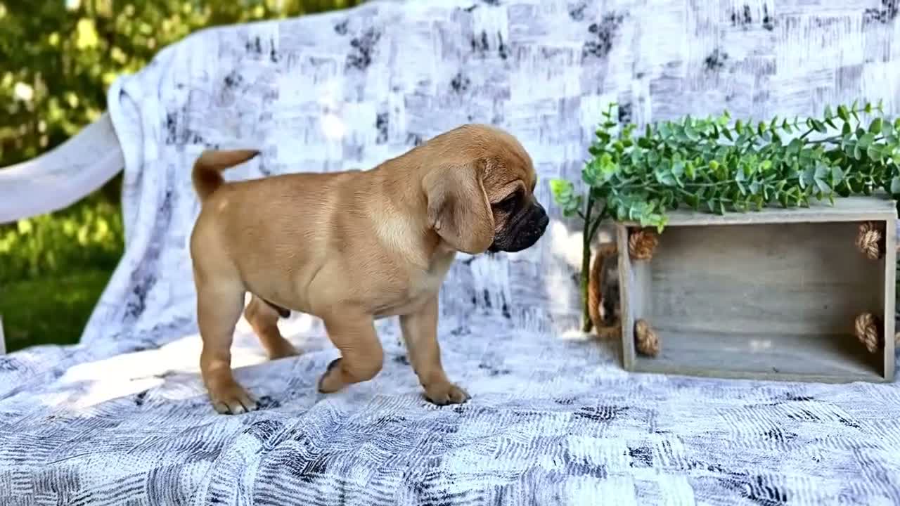 Puggle dogs for sale: Billy - Video 1