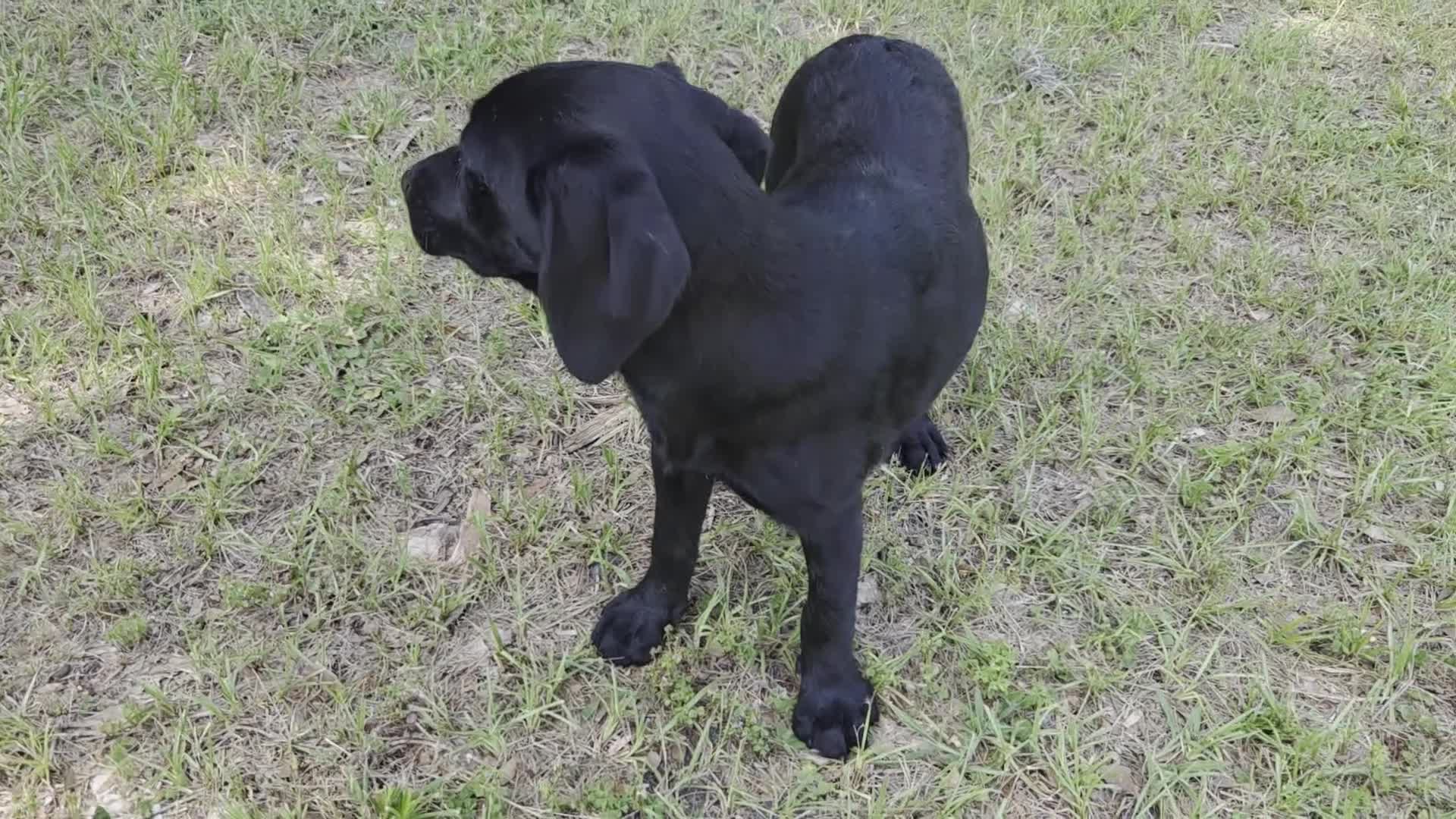 Labrador Retriever dogs for sale: Onxy - Video 1
