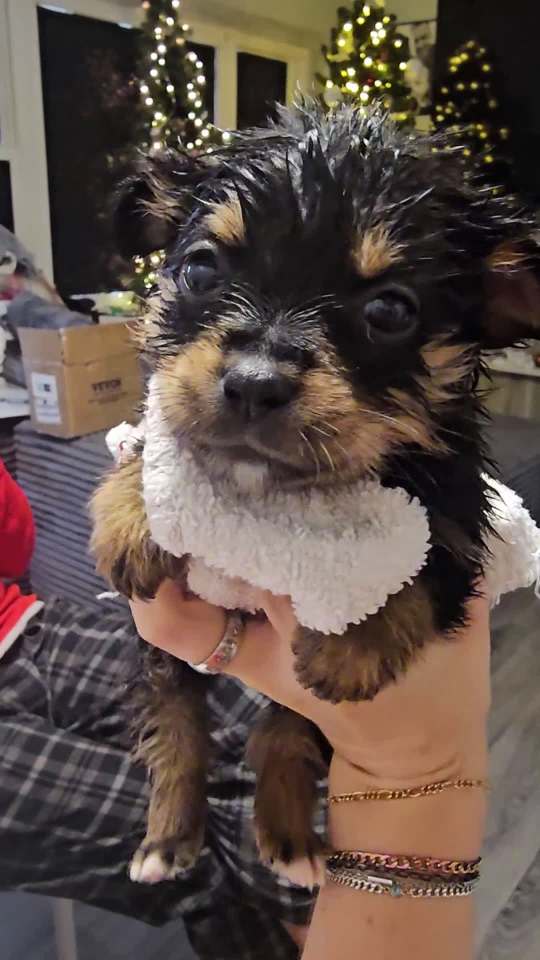 Mixed Breed dogs for sale: The Enchanted Pomalier 🐾 - Video 5