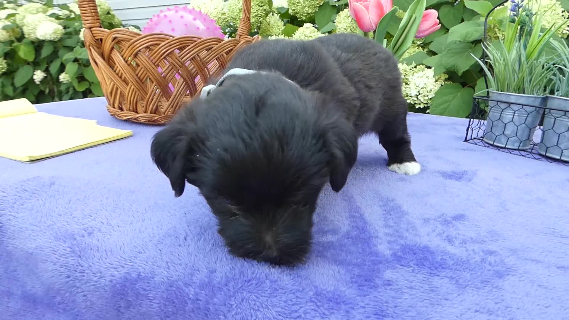 Bichpoo dogs for sale: Bichpoo 1 Rolo - Video 1