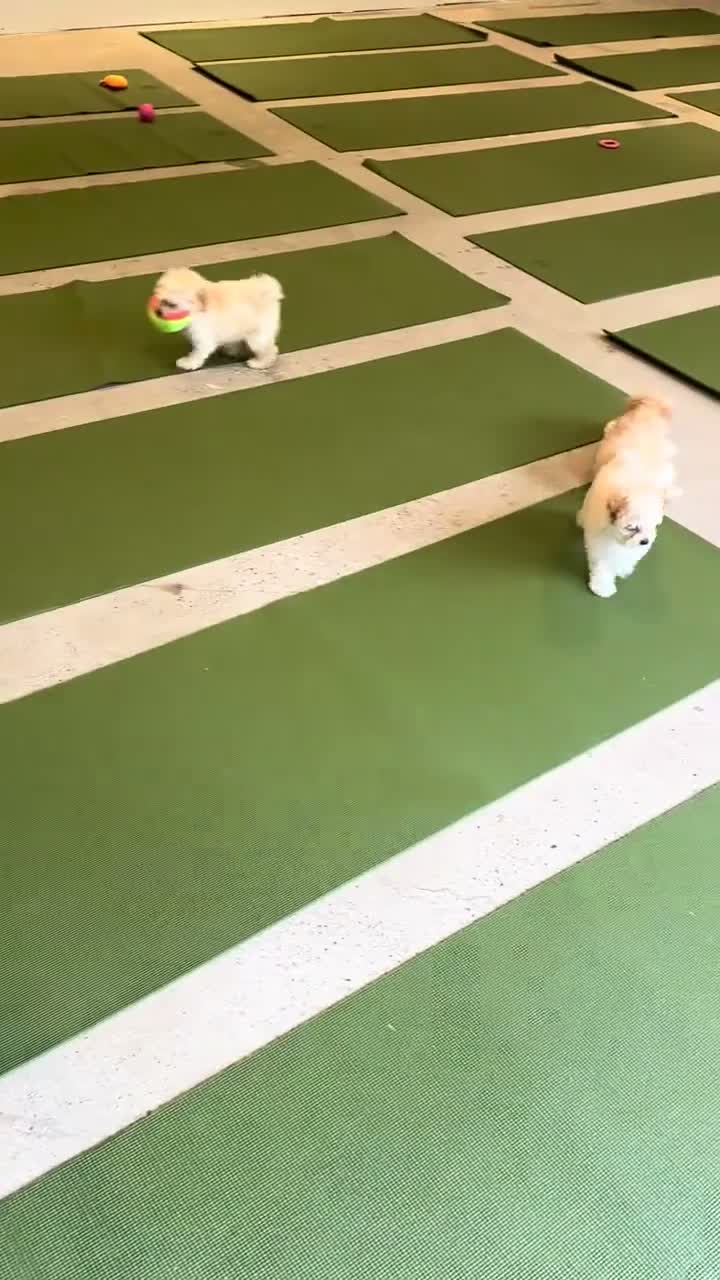 Maltipoo dogs for sale: Micky  - Video 1