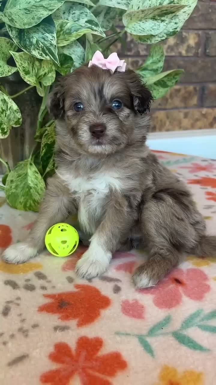 Pomapoo dogs for sale: Pomapoo 1 - Video 1