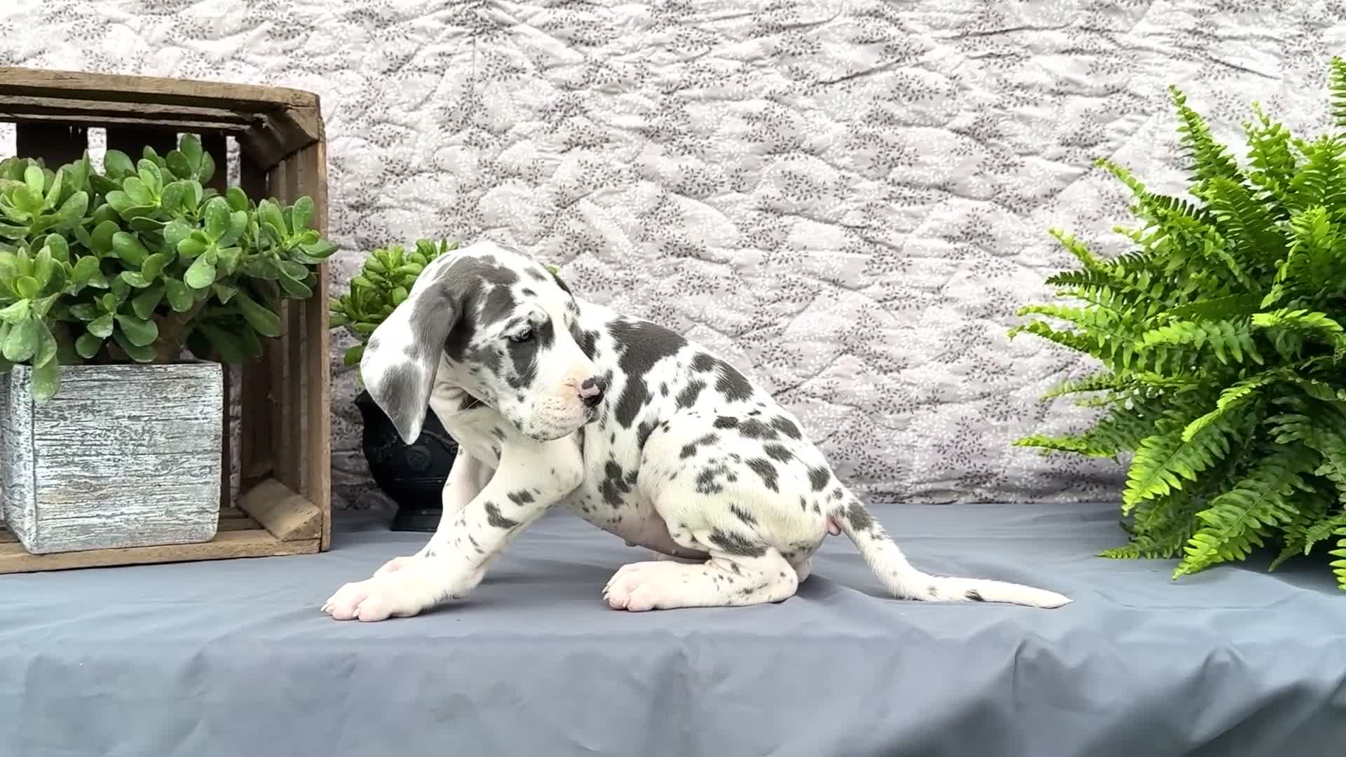 Great Dane dogs for sale: Keziah - Video 1